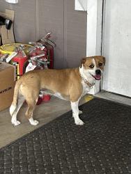Found/Stray Male Dog last seen Cascade Park, Brownsville, TX 78526