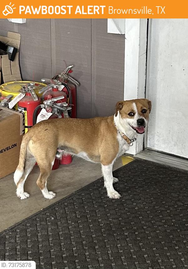 Found/Stray Male Dog last seen Cascade Park, Brownsville, TX 78526