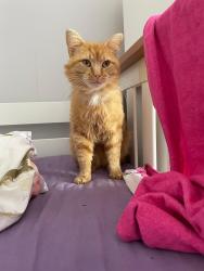 Reunited Male Cat last seen Finaghy & Dunmurry, Belfast, Northern Ireland 