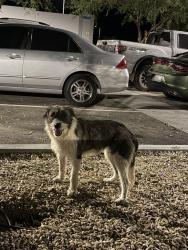 Found/Stray Female Dog last seen Amazon XLX7 Warehouse, Adelanto, CA 92301