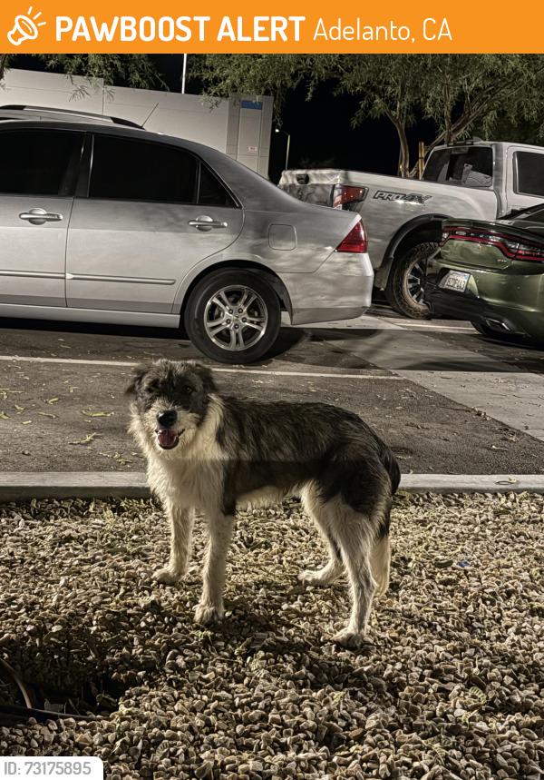 Found/Stray Female Dog last seen Amazon XLX7 Warehouse, Adelanto, CA 92301