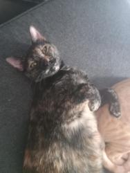 Reunited Female Cat last seen Norfolk Street Near Hazard and Portsmouth area, Houston, TX 77098