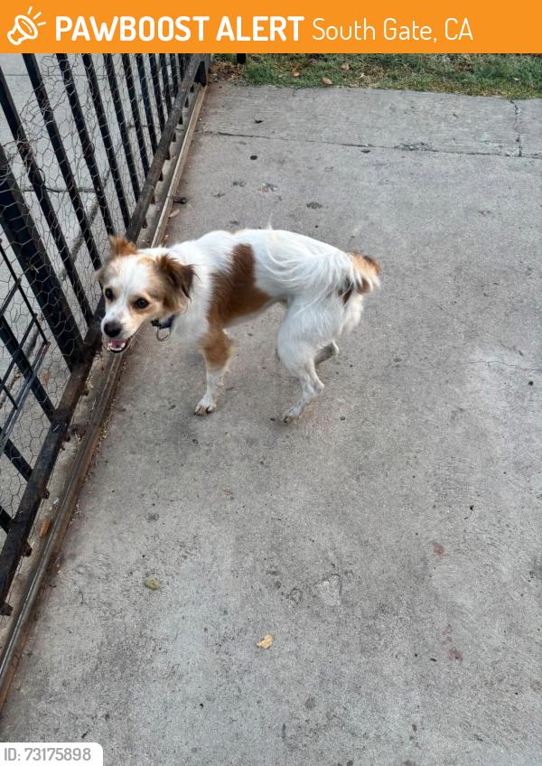 Found/Stray Male Dog last seen Tweedy and Stanford, South Gate, CA 90280