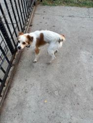 Found/Stray Male Dog last seen Tweedy and Stanford, South Gate, CA 90280