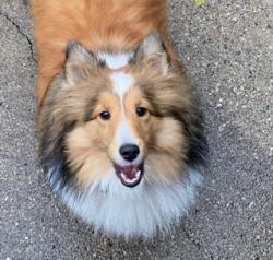 Reunited Female Dog last seen Blue Grass Lane, running towards Travis Point and Textile, Lodi Township, MI 48176