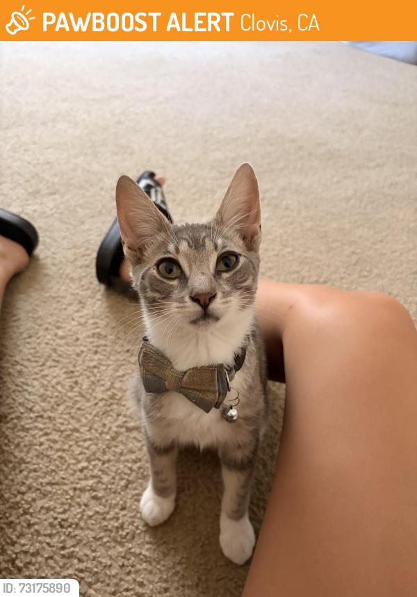 Found/Stray Female Cat last seen Los Arbolitos Park, Clovis, CA 93612