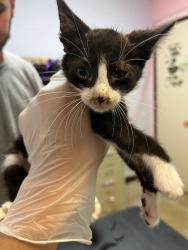 Shelter Stray Male Cat last seen Bexar County, 3353 Morningside Dr, New Braunfels, TX 78132, USA