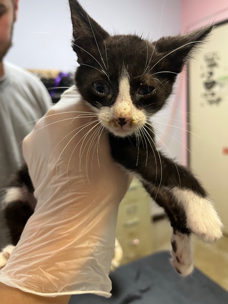 Shelter Stray Male Cat last seen Bexar County, 3353 Morningside Dr, New Braunfels, TX 78132, USA