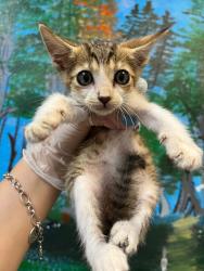 Shelter Stray Male Cat last seen Bexar County, 3353 Morningside Dr, New Braunfels, TX 78132, USA