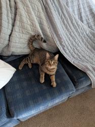 Found/Stray Female Cat last seen Pointe at Northern Woods, Columbus, OH 43231
