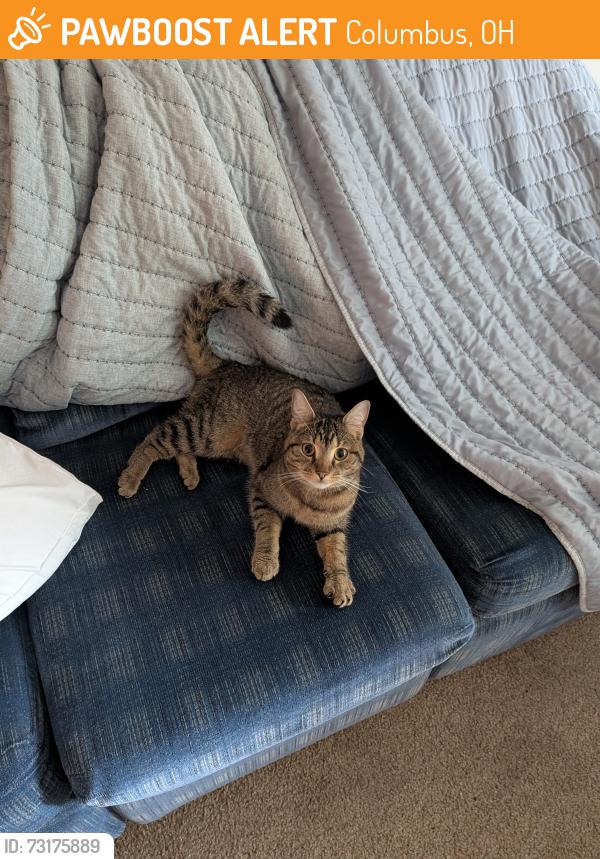Found/Stray Female Cat last seen Pointe at Northern Woods, Columbus, OH 43231