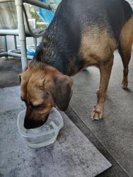 Found/Stray Female Dog last seen Us 19 crystalanner, Crystal River, FL 34428