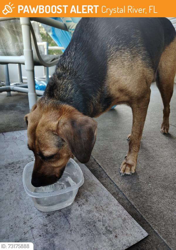 Found/Stray Female Dog last seen Us 19 crystalanner, Crystal River, FL 34428