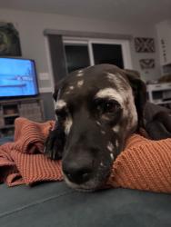 Reunited Male Dog last seen Souther road, North Wilkesboro, NC 28659