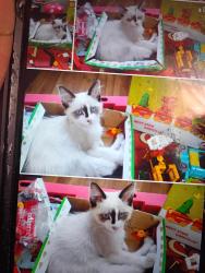 Lost Male Cat last seen Right in the driveway, Lake County, MT 59915