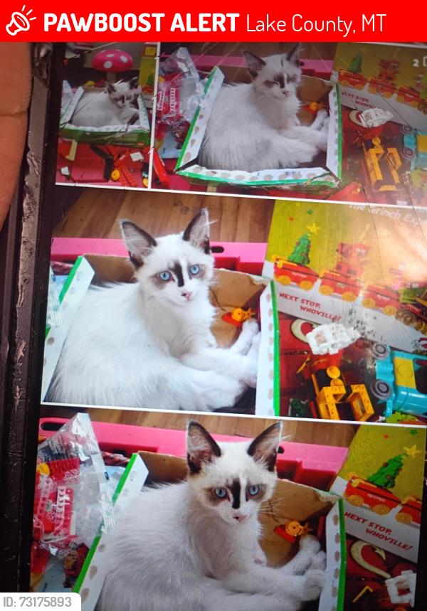 Lost Male Cat last seen Right in the driveway, Lake County, MT 59915