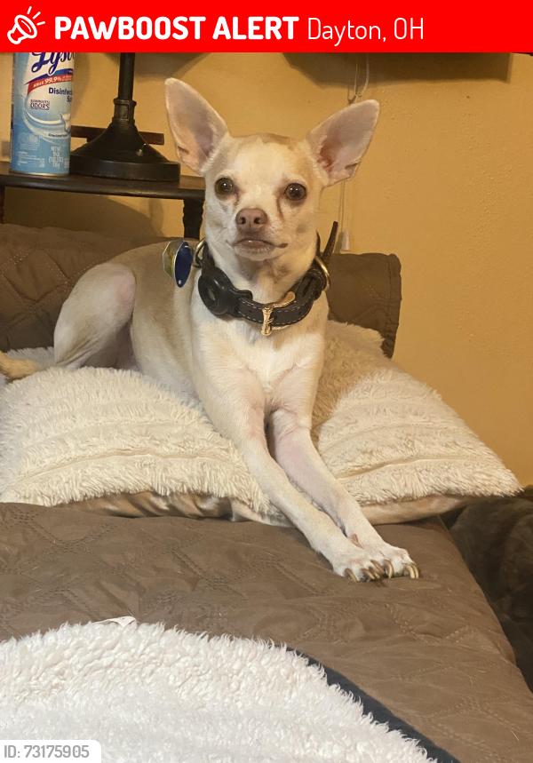 Lost Male Dog last seen Smithville and hiffman, Dayton, OH 45420