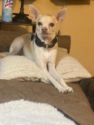 Lost Male Dog last seen Smithville and hiffman, Dayton, OH 45420