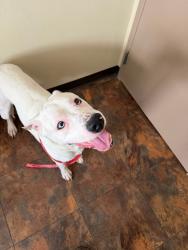 Found/Stray Male Dog last seen A&W, Arnold, MO 63010