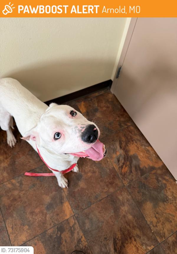 Found/Stray Male Dog last seen A&W, Arnold, MO 63010
