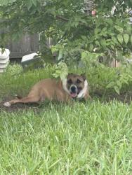 Found/Stray Male Dog last seen West road, Houston, TX 77095