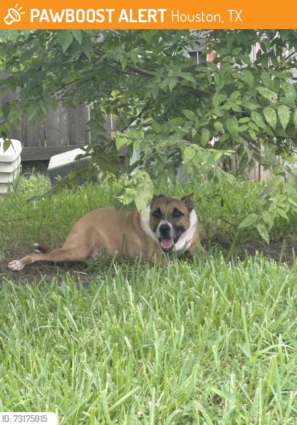Found/Stray Male Dog last seen West road, Houston, TX 77095