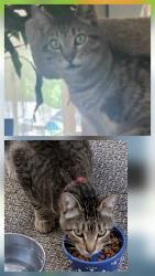 Found/Stray Female Cat last seen 85th Hawthorne se, Portland, OR 97216