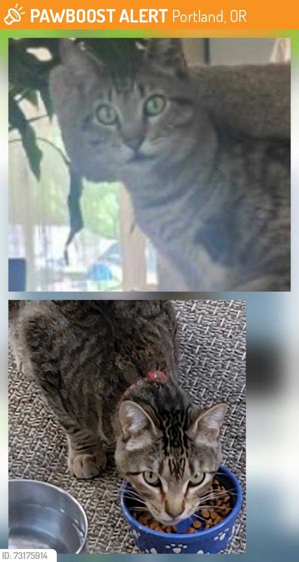 Found/Stray Female Cat last seen 85th Hawthorne se, Portland, OR 97216