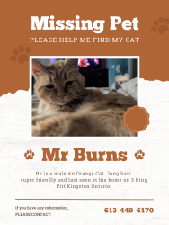 Lost Male Cat last seen King Pitt road and highway 2, Kingston, ON K7L 4V1