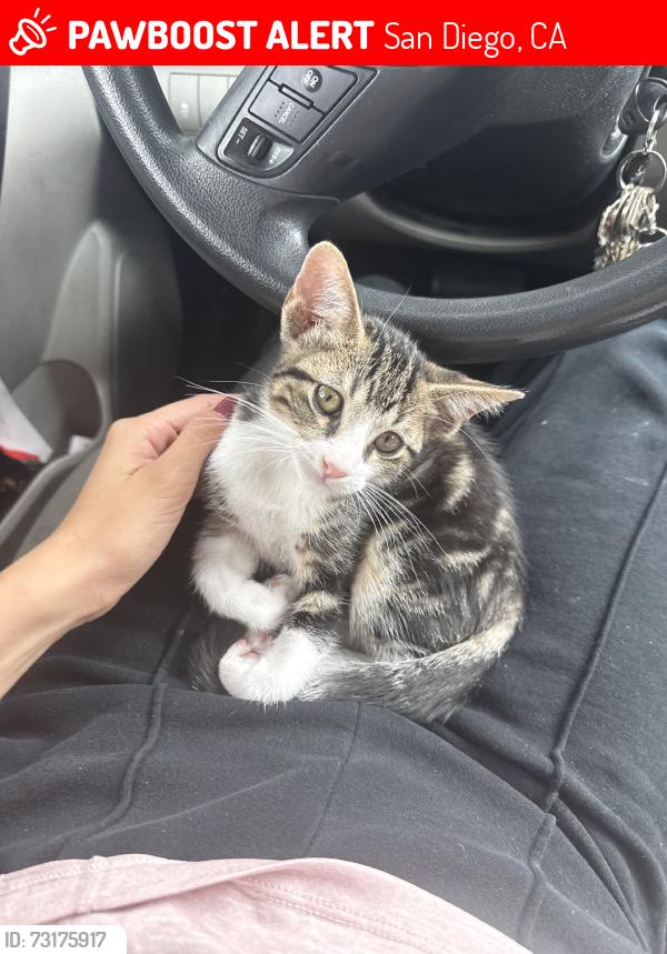 Lost Male Cat last seen Heater Ct by the LA Fitness, San Diego, CA 92121