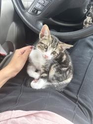 Lost Male Cat last seen Heater Ct by the LA Fitness, San Diego, CA 92121