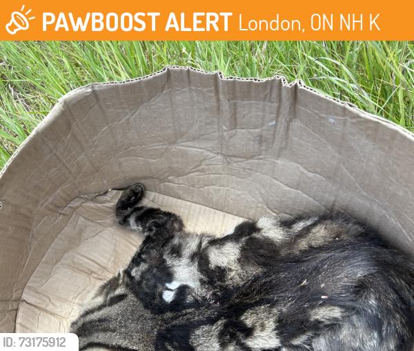 Found/Stray Unknown Cat last seen Gainsborough and Hyde Park, London, ON N6H 5K8