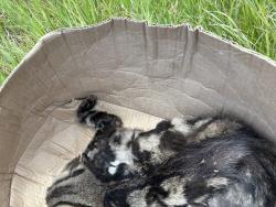 Found/Stray Unknown Cat last seen Gainsborough and Hyde Park, London, ON N6H 5K8