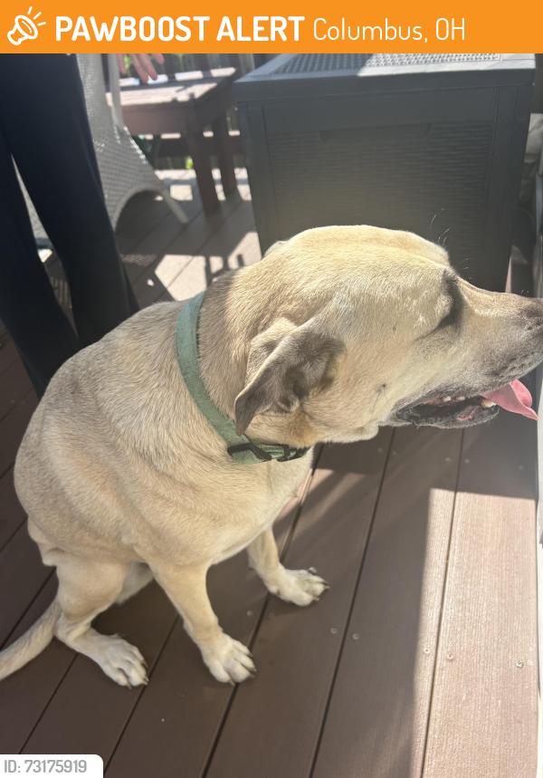 Found/Stray Female Dog last seen Cedar Run, Columbus, OH 43004
