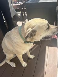 Found/Stray Female Dog last seen Cedar Run, Columbus, OH 43004