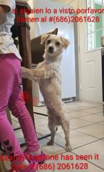 Lost Male Dog last seen Near woodys Ln, Richmond, VA 23234