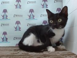 Shelter Stray Female Cat last seen , 2769 Conroy Rd, Orlando, FL 32839, USA