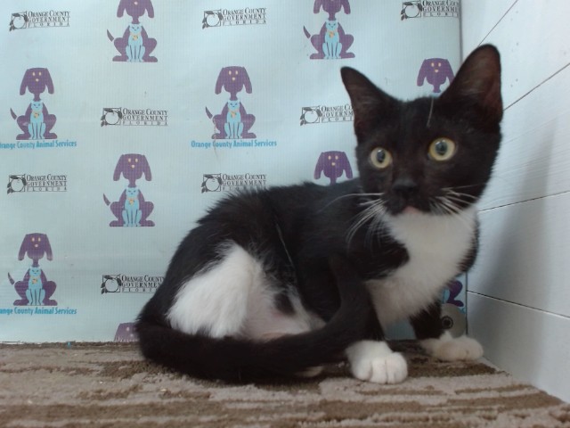 Shelter Stray Female Cat last seen , 2769 Conroy Rd, Orlando, FL 32839, USA