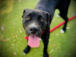 Shelter Stray Male Dog last seen , 2769 Conroy Rd, Orlando, FL 32839, USA