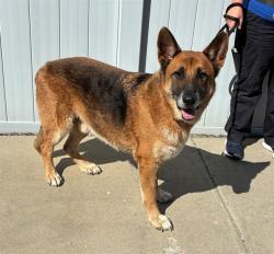 Shelter Stray Male Dog last seen Near BLK ALETHA DR, 3528 Newburg Rd, Louisville, KY 40218, USA