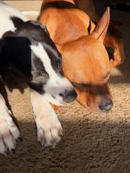 Reunited Male Dog last seen Near Blackburn dr, Killeen, TX 76543