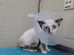 Shelter Stray Female Cat last seen , 2769 Conroy Rd, Orlando, FL 32839, USA
