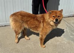 Shelter Stray Female Dog last seen Near BLOCK KAUFMAN, 3528 Newburg Rd, Louisville, KY 40218, USA