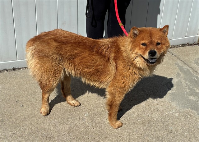 Shelter Stray Female Dog last seen Near BLOCK KAUFMAN, 3528 Newburg Rd, Louisville, KY 40218, USA