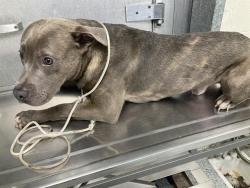 Shelter Stray Male Dog last seen Near BLOCK W 4TH ST, LB CA 90802, 7700 E Spring St, Long Beach, CA 90815, USA