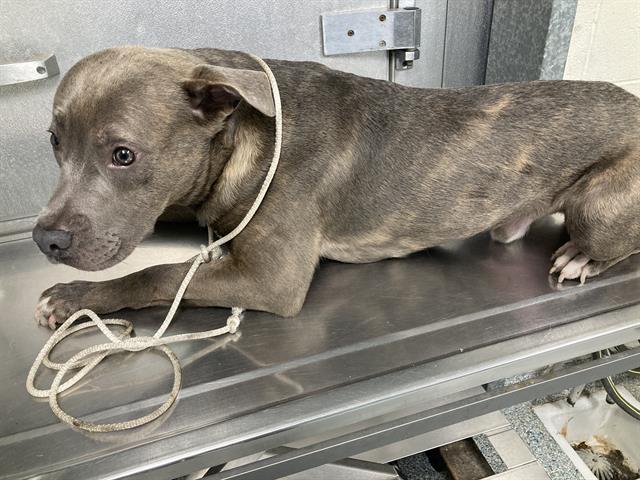 Shelter Stray Male Dog last seen Near BLOCK W 4TH ST, LB CA 90802, 7700 E Spring St, Long Beach, CA 90815, USA