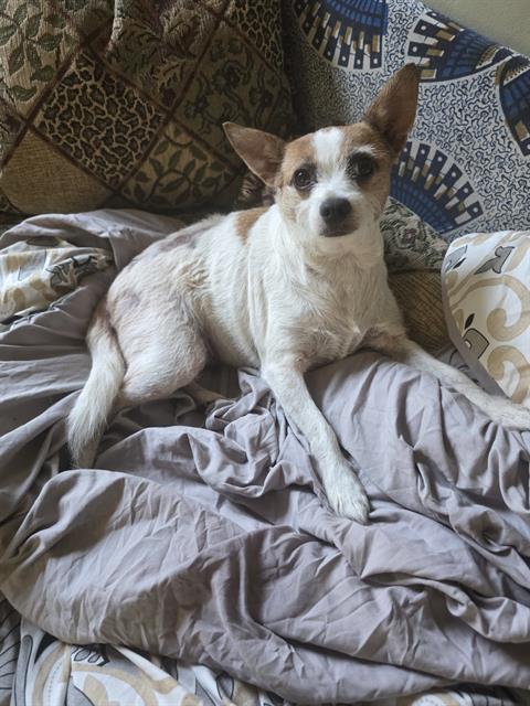 Shelter Stray Female Dog last seen Near BLK E 23RD ST, LONG BEACH, CA 90815, 7700 E Spring St, Long Beach, CA 90815, USA