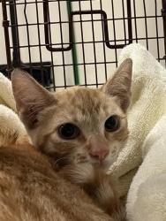 Shelter Stray Male Cat last seen Near BLOCK BLCK E 6TH ST, LONG BEACH, CA, 90802, 7700 E Spring St, Long Beach, CA 90815, USA