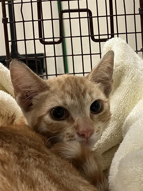 Shelter Stray Male Cat last seen Near BLOCK BLCK E 6TH ST, LONG BEACH, CA, 90802, 7700 E Spring St, Long Beach, CA 90815, USA