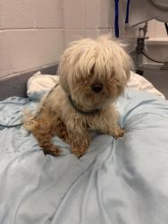 Shelter Stray Male Dog last seen Near, 2600 S Harding St, Indianapolis, IN 46221, USA